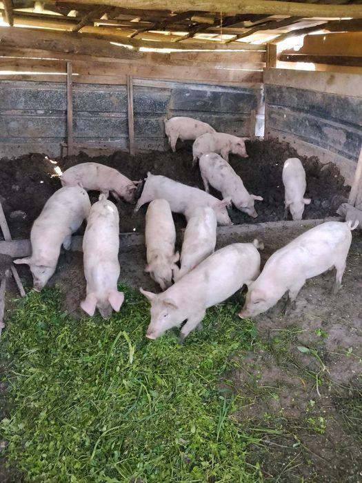 Прасета за продан