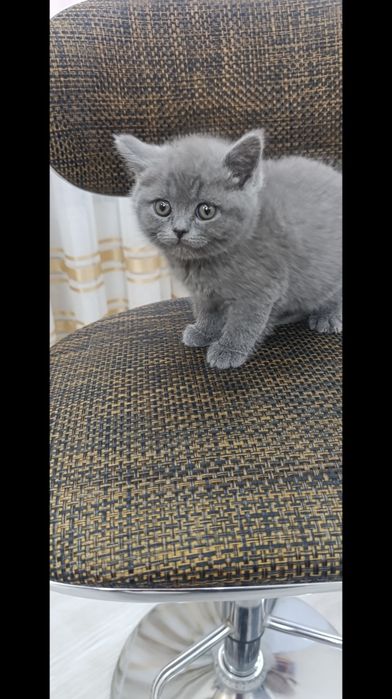 Чистокровная британочка