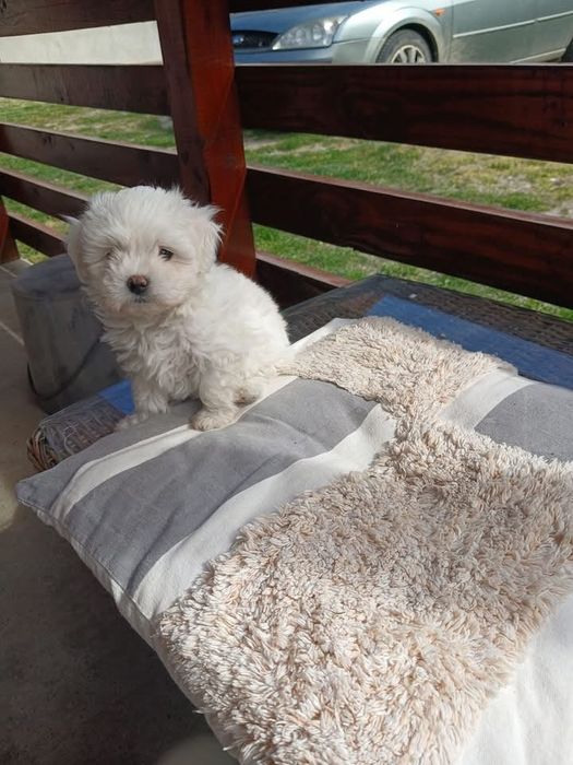 Bichon Maltez Mini Toy