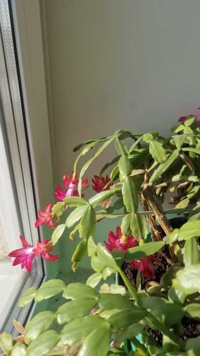 Продам цветок Декабрист