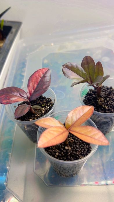 Замиокулькас вариегатный от 35000 тысяч тенге и дороже разные сорта