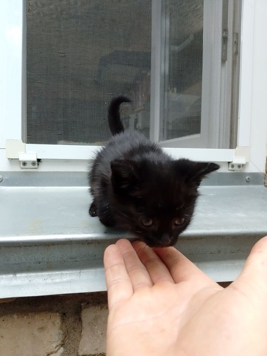 Отдам котенка в добрые руки