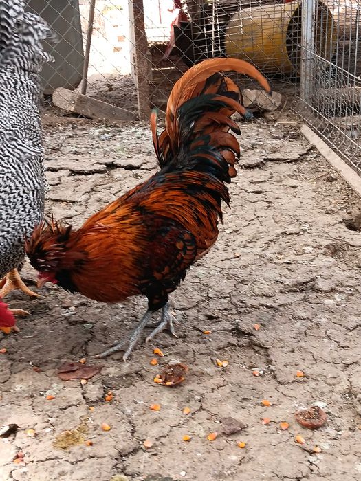 2 Cocosi paduana caramizie. Pret 100 lei/buc.