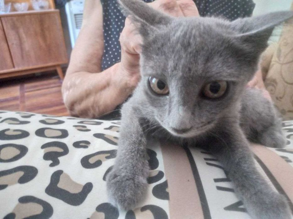 Котёнок красивая девочка 3 месо
