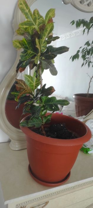 Комнатные растения