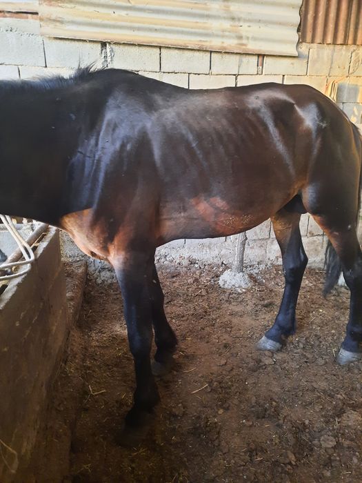 Айғыр сатам 6 жасар