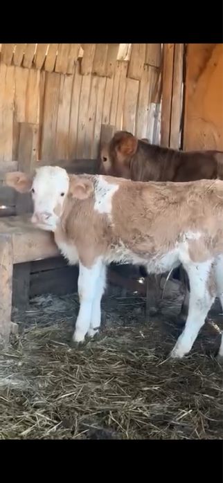 Vând vitel băltat .