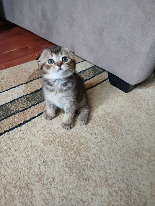 продаю котёнка девачку
