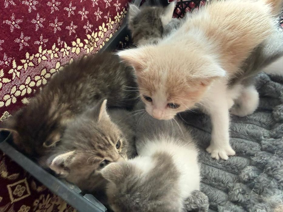 котенок в добрые руки