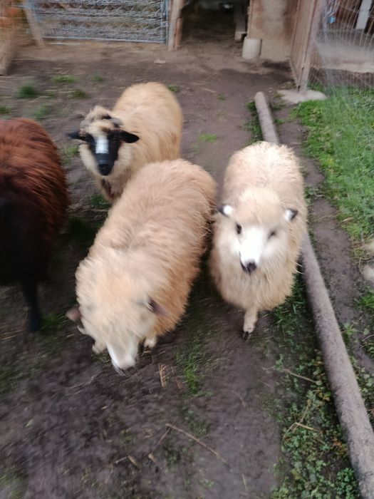 De vânzare 5 mieluțe