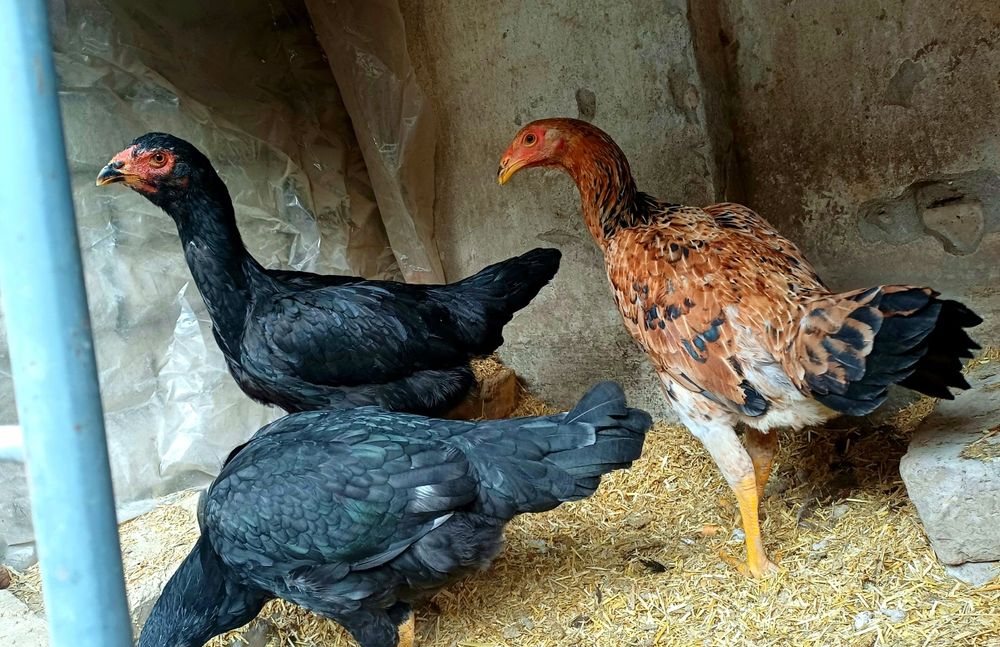 7 ойлик макиёнлар сотилади