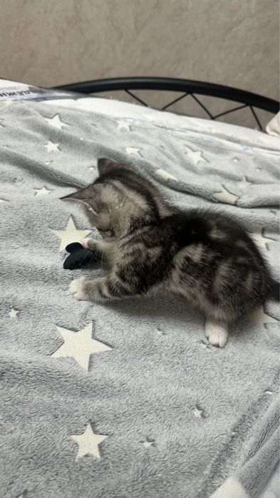 Котенок скоттиш страит
