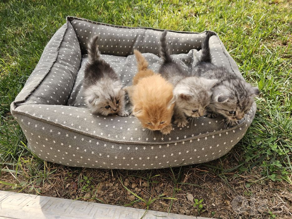 Котята от шотландской вислоухой (скотиш фолд)