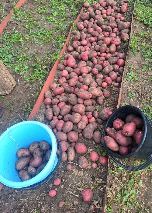 Продам ухоженная дачу с насаждениями