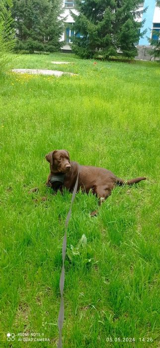 Кобель лобрадора ретривера.вязка