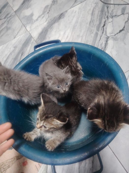 Отдам котят бесплатно