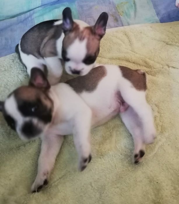 Продам щенков французского бульдога