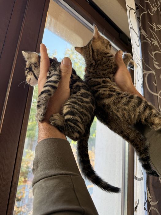 Бенгалски котета!
