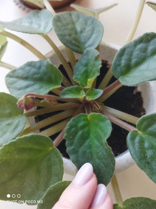 Фиалка  цветок..