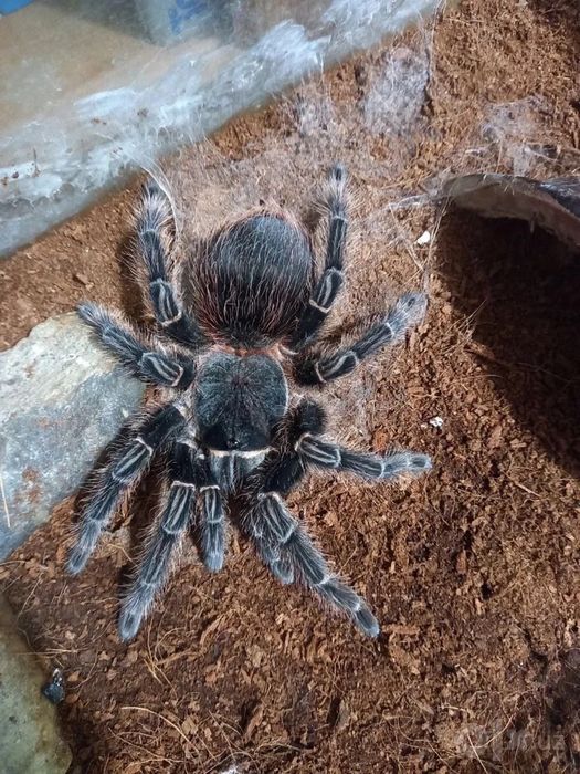 Паук птициед Lasiodora parahibana малыши