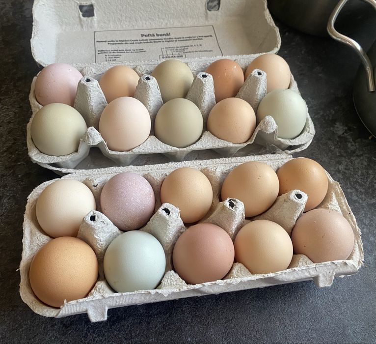 Ouă proaspete de casă – găini crescute la curte