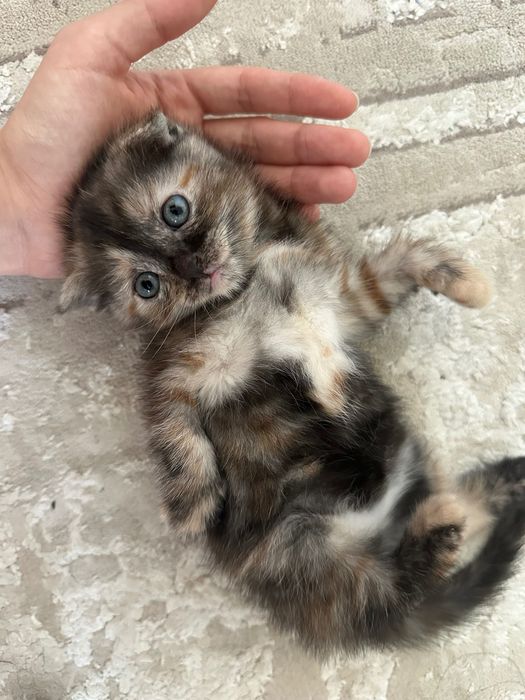 Отдам котенка 1 месяц