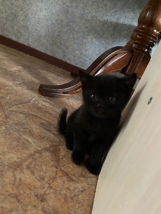 Продам катят скоттиш страйт