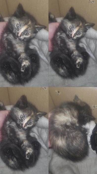 Бесплатно отдам в добрые руки котят