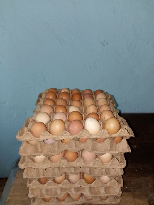 Продам кур несушек "Ломан Браун"