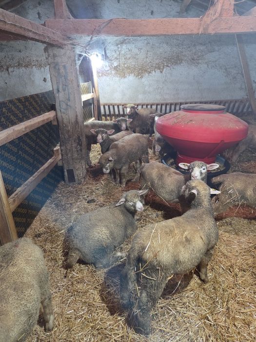 Агнета ил дьо франс