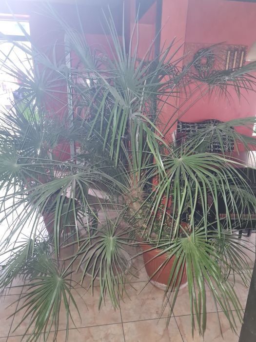 Продавам големи палми