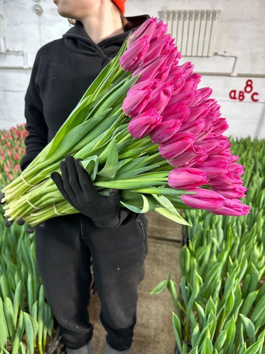 Тюльпаны цветы на праздники 8 мартах