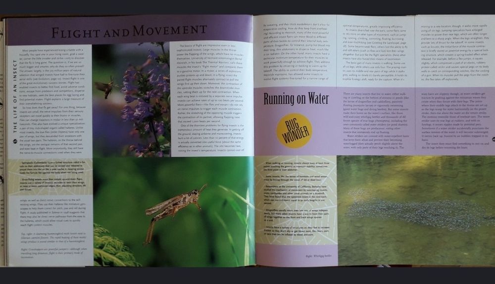 Album despre Insecte, pentru copii, Bugs Brasov • OLX.ro