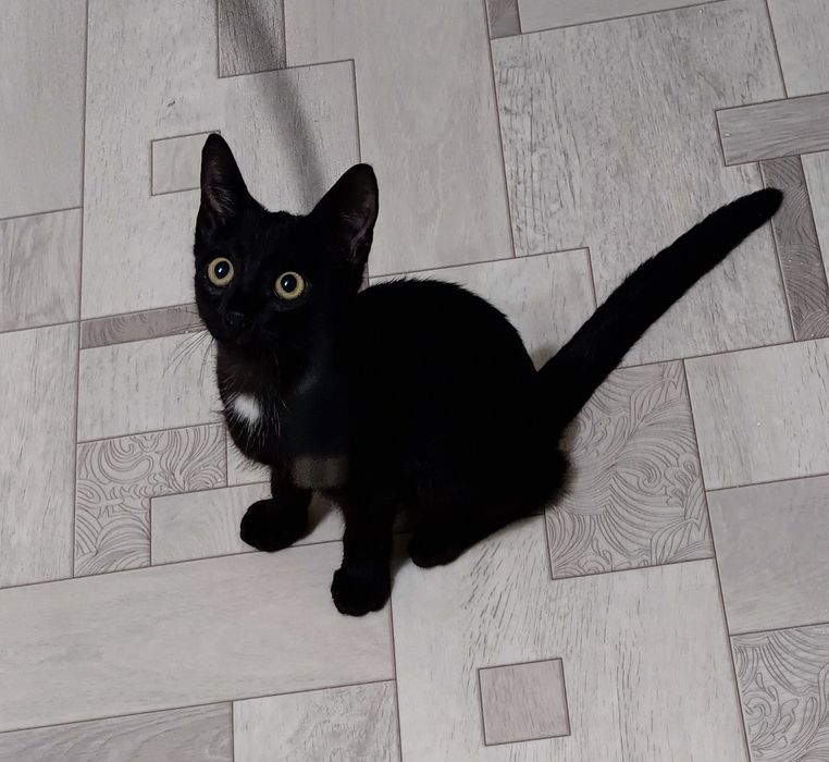 Котенок, 5 месяцев, мальчик!