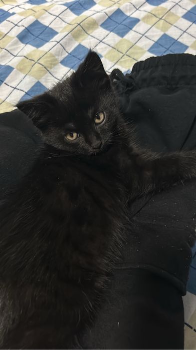 Котенок 2 месяца