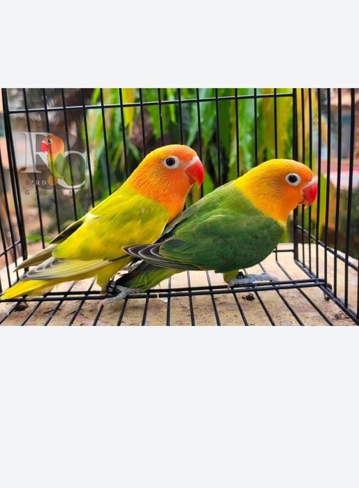 Неразлучники ручные