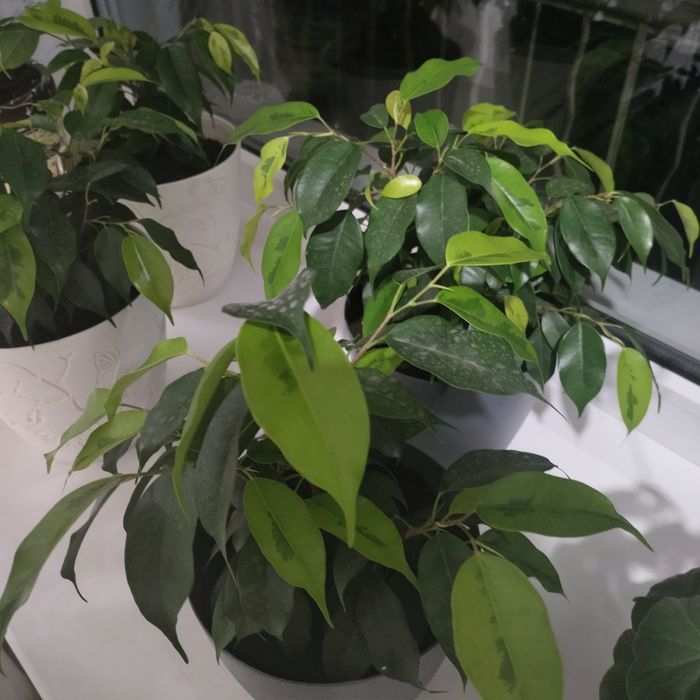 Продам фикус Бенджамина