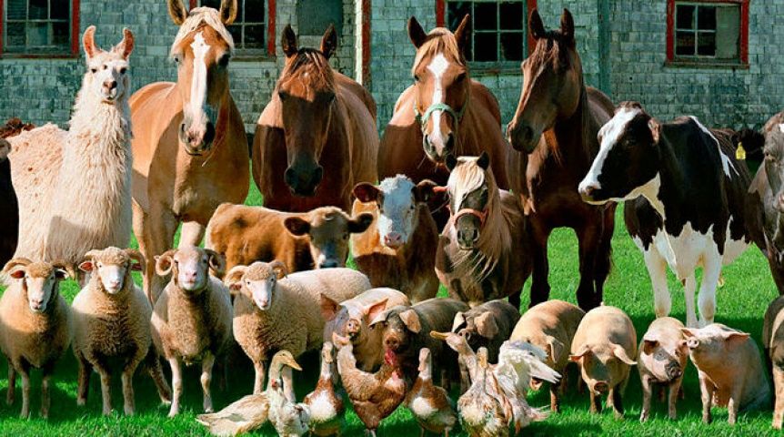 Мел кормовой молотый