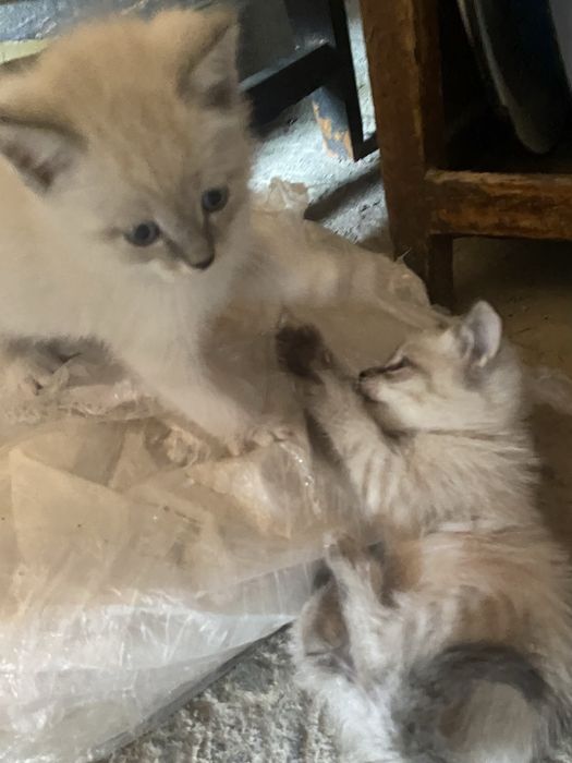 Бесплатно котята