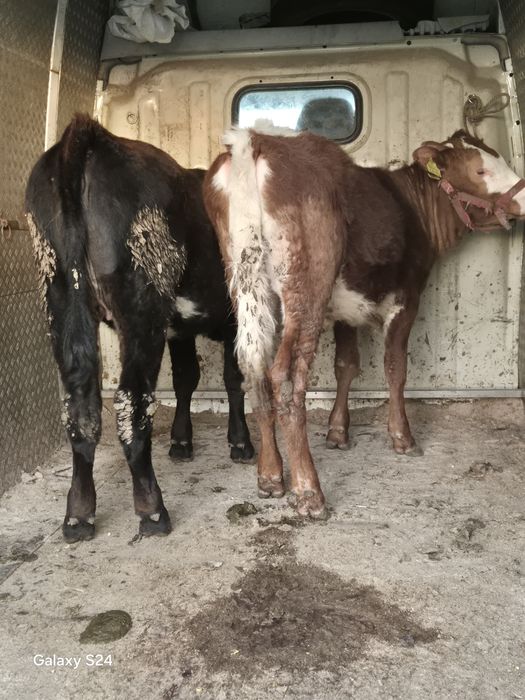 De vânzare 2 vitele bălțate