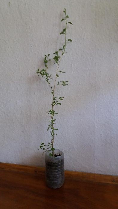 Разсад от Годжи бери