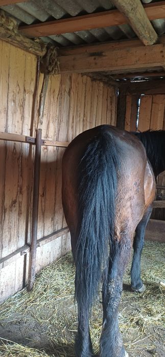 Vând iapă din rasa Metis  Semigreu Românesc