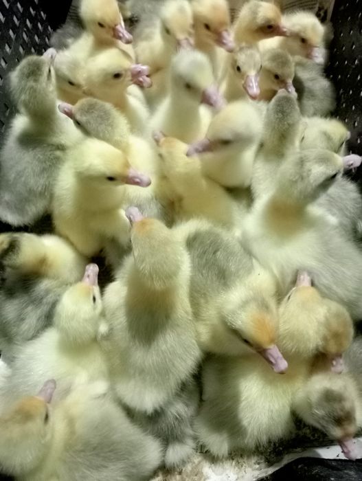 Инкубационое яицо гуся,