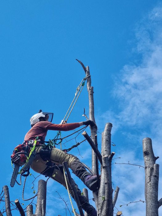 Toaletare Arbori / Taieri Copaci - Firma Certificat ISA– Bistrita