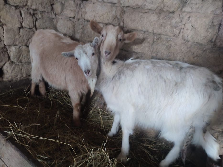 Vând două caprite