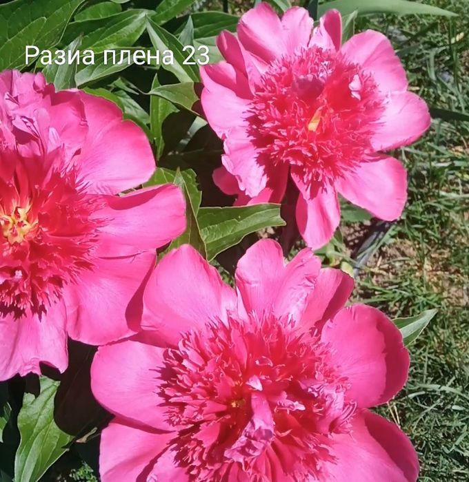 Продам срезку пионов