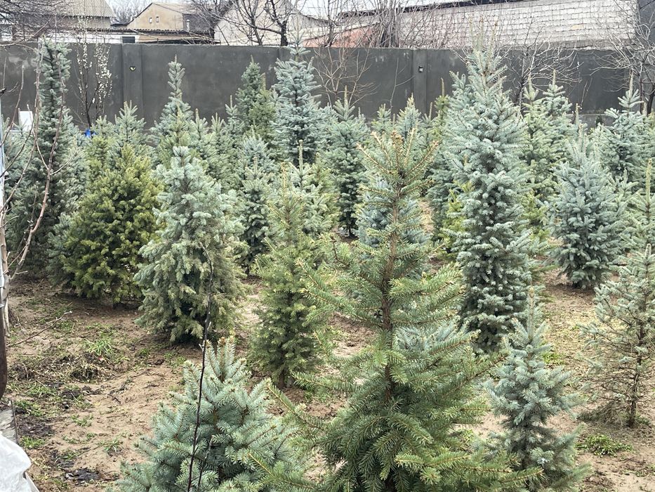 Голубая ель Archa goluboy moviy pitomnikdan 0.5 metrdan 6 metrgacha