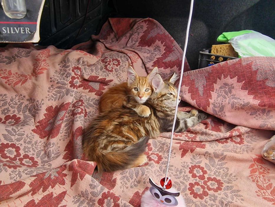 котята мейн-куны