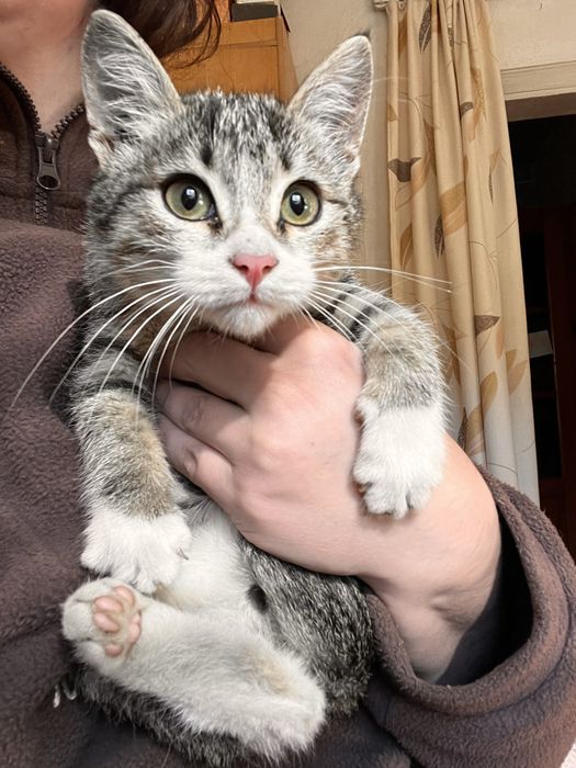 Котенок девочка в добрые руки