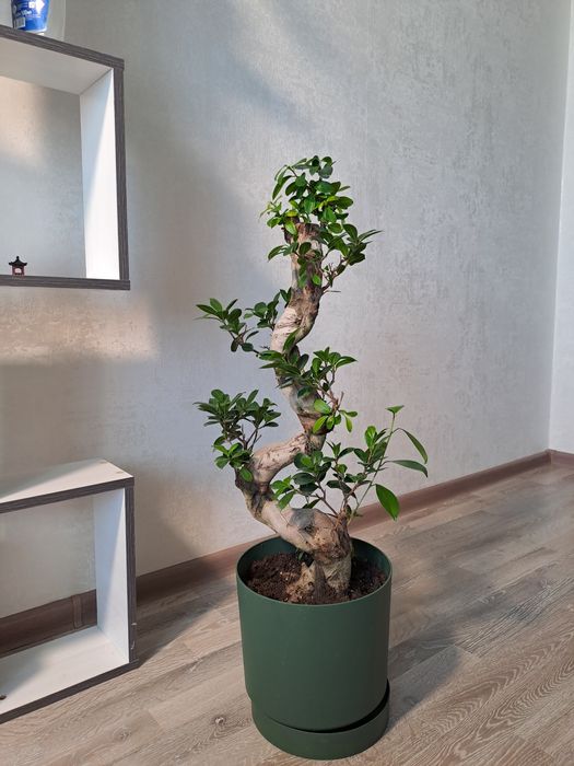 Фикус микрокарпа гинсенг (ficus microcarpa ginseng)